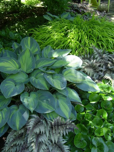 Shade plant combination: Hostas, Japanese Painted Ferns, Japanese Forest Grass Shade Garden Ideas, Japanese Painted Fern, Shade Loving Plants, Japanese Garden Ideas, Plant Combos, Shady Garden, Planting Combinations, Japanese Forest, Shade Gardening