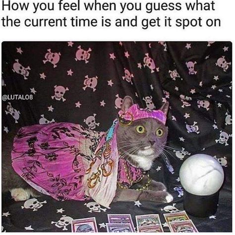 This cat looks like its seen to much in that crystal ball... Yoga Humor, Gatos Cool, Cute Animal Memes, Pet Memes, Gym Memes, Perfect Photos, Zodiac Memes, Fresh Memes, Morning Humor