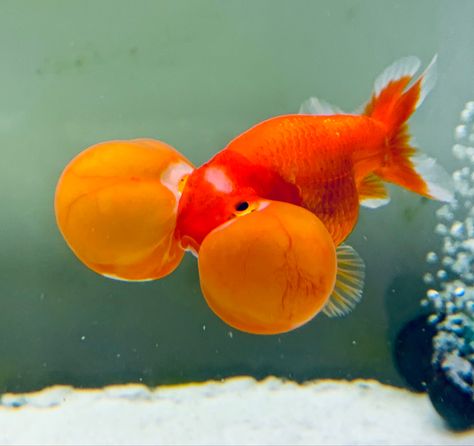 Bubble Eye Goldfish, Mouth Anatomy, Fish Anatomy, Human Tongue, Facts About Fish, Fancy Goldfish, Unusual Facts, Types Of Fish, Gold Fish