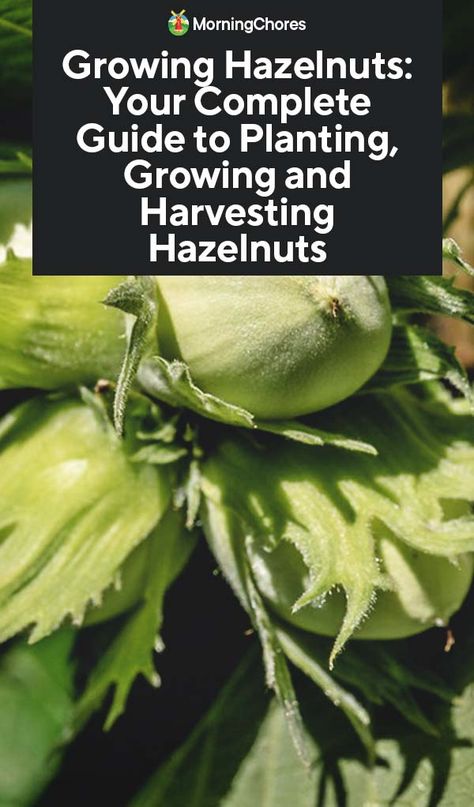 Growing Hazelnuts: Your Complete Guide to Planting, Growing and Harvesting Hazelnuts Germinate Seeds, Hazelnut Tree, Organic Insecticide, Nut Trees, Edible Landscape, Survival Garden, Survival Gardening, Food Forest, Homestead Survival