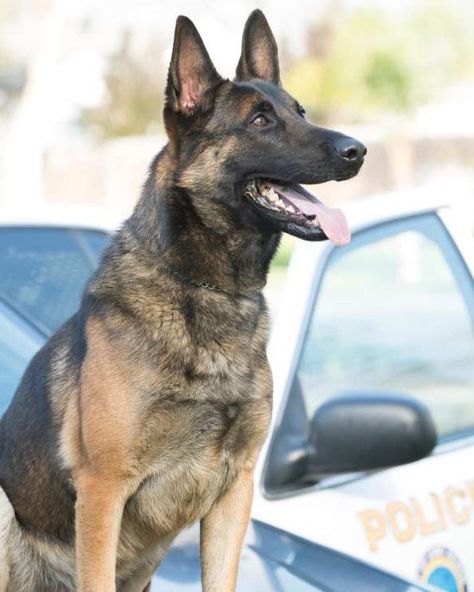 K9 Ozzy | Long Beach Police Department, California K9 Police Dogs, End Of Watch, German Sheperd Dogs, Police Lives Matter, Heat Exhaustion, K9 Dogs, Police Life, Police K9, Police Dog