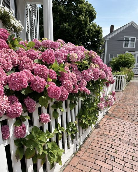 pink hydrangeas x white picket fence Fence And Flowers, Picket Fence Garden Border, Short Picket Fence, Picket Fence Garden, White Picket Fence, Online Gift Shop, Pink Hydrangea, Picket Fence, Garden Borders