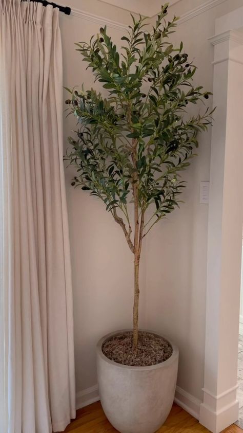 Love the look of the PB olive tree, but don’t love the price tag? I got you 🫶🏼 links in my highlights #founditonamazon #amazonfinds… | Instagram Olive Tree Entryway, Olive Tree Bedroom, Tree Bedroom, Nik Naks, Living Room Photos, T Love, Spare Room, Olive Tree, I Got You