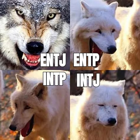 Analistas Mbti, Analysts Mbti, Entj Relationships, Istp Entj, Entp And Intj, Entp Personality Type, Intj Enfp, Entj Personality, Infj Estp