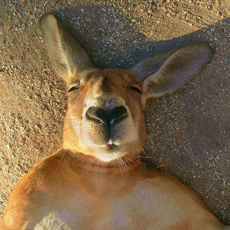 Kangaroo Selfie Smiling Animals, 웃긴 사진, Animal Planet, The Animals, An Animal, Animal Photo, 귀여운 동물, Animals Friends, Beautiful Creatures