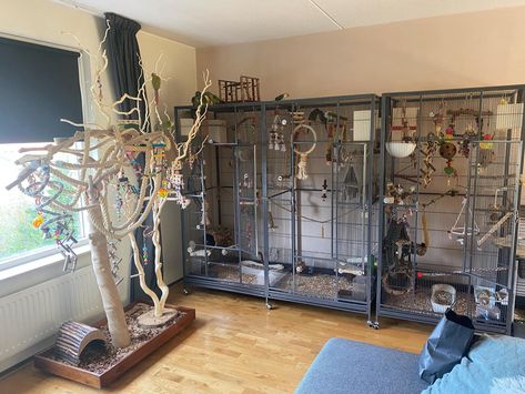 Quaker Parrot Cage Setup, Conure Cage Setup, Bird Room Ideas Diy, Indoor Bird Room Ideas, Parrot Enclosure, Bird Room Ideas, Indoor Aviary, Macaw Cage, Dope Rooms