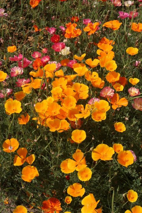 Hardy Annuals, Californian Poppy, Eschscholzia Californica, Buy Plants Online, Meditation Garden, Wild Poppies, California Garden, Blue Berry, Flower Meadow