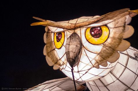 Owl lantern - 2012 Lismore Lantern Parade by sbyrnedotcom, via Flickr Paper Lantern Owl, Lantern Sculpture, Willow Lanterns, Winter Lanterns, Wireframe Art, Lantern Parade, Tissue Paper Lanterns, Bird Puppet, Owl Lantern