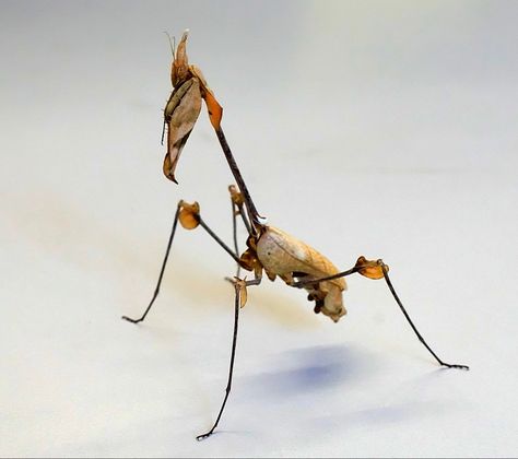 Name: Wandering Violin Mantis (Gongylus gongylodes); Range: Southern India & Sri Lanka Gotg Mantis, Violin Mantis, European Mantis, Giant Devils Flower Mantis, Green Praying Mantis, Grasshopper Playing Violin, Violin, Sri Lanka, Insects