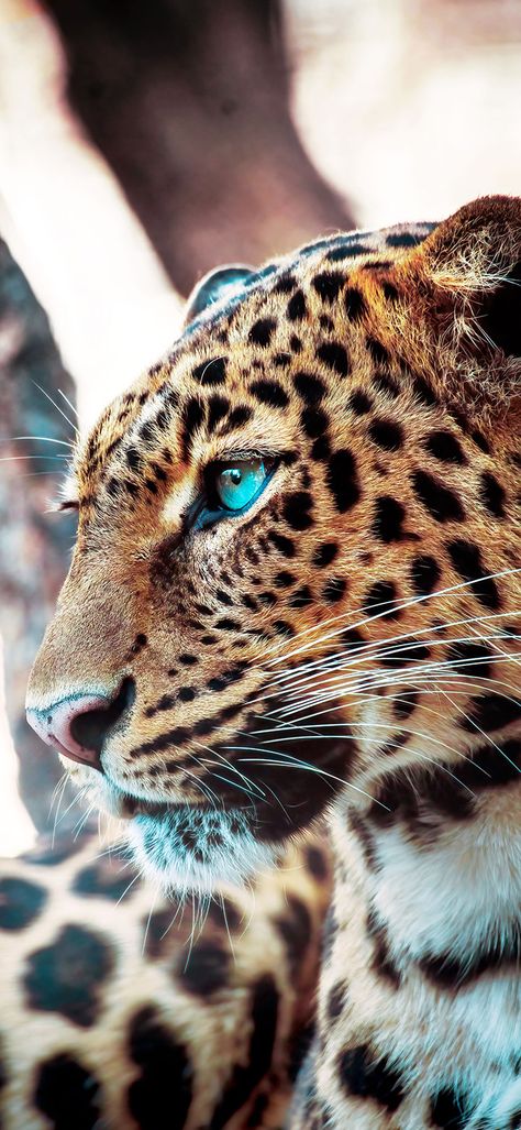 Leopard looking on the side wallpaper Jaguar Face, Regard Animal, Jaguar Leopard, Jaguar Animal, Wild Animals Photography, Face Portrait, Jaguar F Type, Jaguar Xj, Jaguar E Type