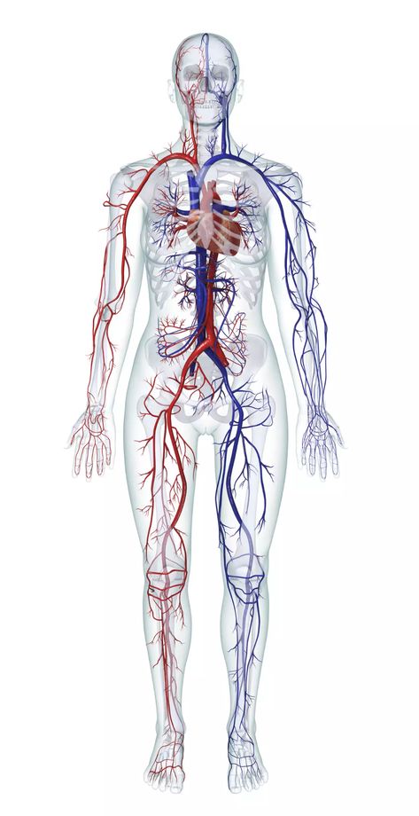 Learn About the Organ Systems in the Human Body Biology Projects, Human Organ, Human Body Anatomy, Organ System, Body Anatomy, Body Organs, Cardiovascular System, Body Systems, The Human Body