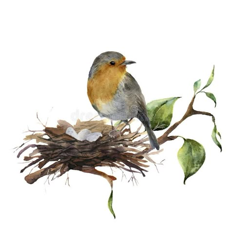 Watercolor robin sitting on nest with eggs. Hand painted illustration with bird and branch of wood isolated on white vector illustration Watercolor Robin, Bird Nest Painting, Branch Drawing, Painted Illustration, Watercolor Painting Techniques, Bird On Branch, Egg Art, Bird Drawings, Bird Illustration