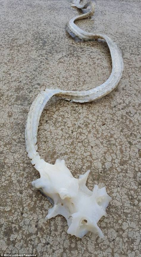 A strange skeleton that washed up on a beach in New Zealand has piqued the interest of locals who struggled to work out what type of sea creature the remains belong to Dark Sea Creatures, Dark Nautical, Dark Sea, Underwater Life, Sea Creature, Sea Monsters, Reptiles And Amphibians, Ocean Creatures, Ancient Artifacts