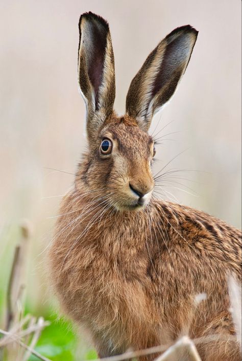 Hare Photos, Rabbit Reference, Rabbit Photography, Hare Drawing, Hare Pictures, Rabbit Jumping, Cute Animal Tattoos, Animal T Shirt, Wallpapers Beautiful