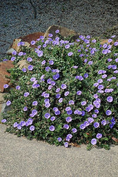 Silvery Moon' (Convolvulus cneorum) Cirrocumulus Cloud, Cotinus Royal Purple, Convolvulus Cneorum, Dracunculus Vulgaris, Cistus X Pulverulentus 'sunset', Convolvulus Sabatius, Moroccan Beauty, Drought Resistant Plants, To Autumn