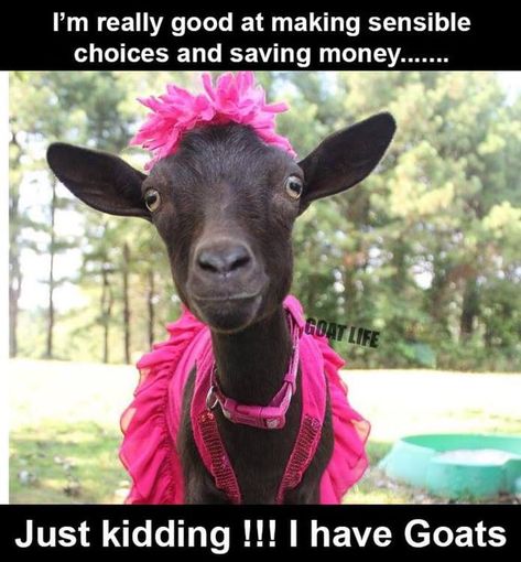 Funny Goat Pictures, Goat Quotes, Goat Quote, Goat Life, Funny Goats, Livestock Quotes, Goat Picture, Totes Ma Goats, Show Goats