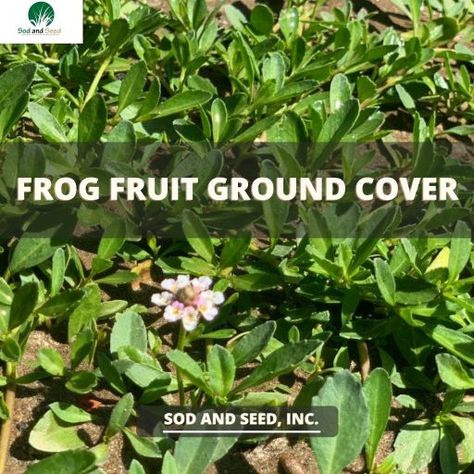 Ground Covers For Sun, Frog Fruit, Ground Cover Flowers, Best Ground Cover Plants, Low Growing Ground Cover, Lawn Alternatives, Weed Barrier, Video Blog, Ground Cover Plants