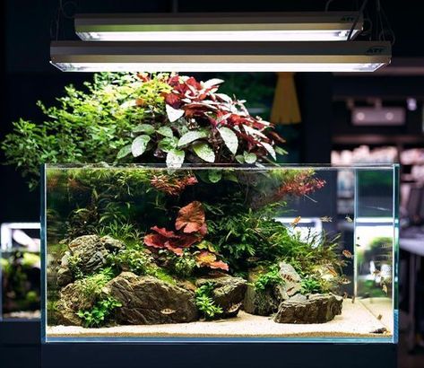 Large collection of photos with cool aquariums. Subscribe to this collection and you will not lose these photos 🐟🐠🐡 Frog Terrarium, Biotope Aquarium, Fish Tank Terrarium, Aquascape Design, Betta Aquarium, Aquarium Terrarium, Fresh Water Fish Tank, Nano Aquarium, Aquarium Landscape