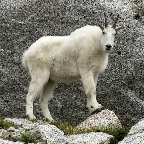 mountain goat Rocky Mountain Goat, Kanye West Hat, Goat Mountain, Kiko Goats, Mountain Goats, Boer Goats, Pygmy Goat, Ty Dolla Ign, Mountain Goat