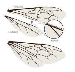 Bee Flight | Ask A Biologist Diy Bee Wings, Steampunk Dnd Character, Bumblebee Illustration, Bumble Bee Wings, Wing Template, Wing Anatomy, Bee Fairy, Animation Mentor, Diy Bee