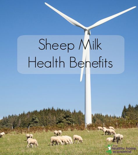 When people ask me what type of dairy milk I prefer, they are usually surprised when my answer is sheep milk! I particularly adore sheep milk cheese and when it is seasonally available locally, I Cheese Benefits, Raising Sheep, Sheep Milk, Dairy Intolerance, Milk Benefits, Sheep Cheese, Milk Baby, Real Foods, Yogurt Recipe