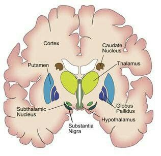 Basal ganglia Anatomy Head, Med Notes, Substantia Nigra, Brain Diagram, Anatomy Flashcards, Brain Parts, Basal Ganglia, Brain Images, Brain Facts