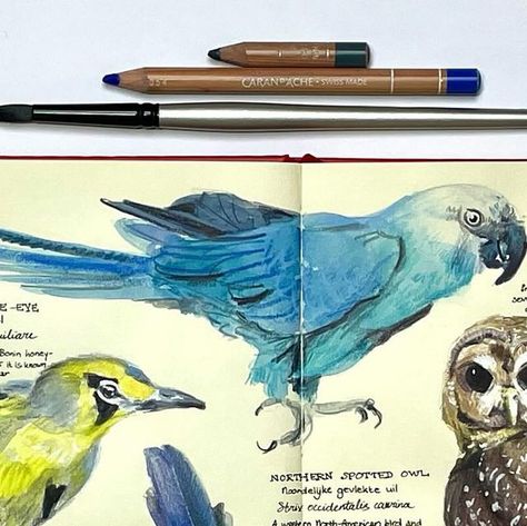 Linda Toolsema on Instagram: "More birds for the #birdsindecember2023 challenge hosted by @blueshineart . One thing I have learned about myself through drawing is that I can be very impatient. This is probably why I enjoy experimenting with different techniques and styles in my sketchbooks. I had already finished two of these spreads and was getting a bit bored with them, but there were 21 more birds to go… Still not sure whether I will finish all of them, but I changed from markers to watercolours (still adding pencil on top) and enjoyed that a lot. I’m beginning to learn how to use watercolours in the Royal Talens sketchbooks. Which style do you prefer, this watercolour one or the two previous spreads that were done with markers? #birdsindecember2023 #sketchbookpractice #sketchbookdrawi Royal Talens Sketchbook, Guidebook Drawing, Watercolour Pencil Art, Marker Sketches, Watercolor Pencil Art, Royal Talens, Journal Sketchbook, Sketchbook Art Journal, About Myself