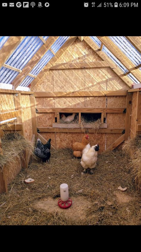 Clear roof chx coop Chicken Roof Ideas, Guinea Fowl Coop, Chicken Coop Roof, Cute Chicken Coops, Smart Farm, Chicken Barn, Chicken Coop Signs, Duck And Ducklings, Diy Chicken Coop Plans