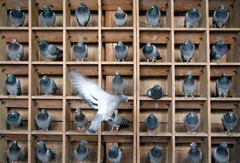 Racing Pigeon Lofts, Pigeon Cage, Pigeon Hole, Flying Pigeon, Pigeon Loft, Racing Pigeons, Diagram Design, Creative Block, Tiny Things