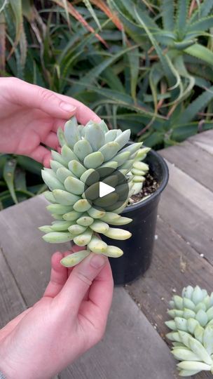 37K views · 4K reactions | Let’s propagate some Sedeveria ‘Blue Burrito’ 🌱 | Kayla Munson | Tors · Only For You Cute Succulents, The Paper Kites, The Fray, Look After Yourself, Kites, Burritos, Succulent, Let It Be, Plants