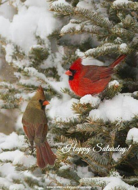 Happy Saturday Birds Sitting, Winter Bird, Cardinal Birds, Winter Beauty, Snow And Ice, Backyard Birds, Pretty Birds, Red Birds, Bird Photo