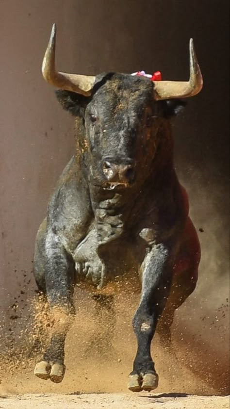 Frank Album, Taurus Bull Tattoos, Wild Bull, Taurus Bull, Eagle Painting, Bull Art, Bull Tattoos, Wild Animals Pictures, Hd Nature Wallpapers