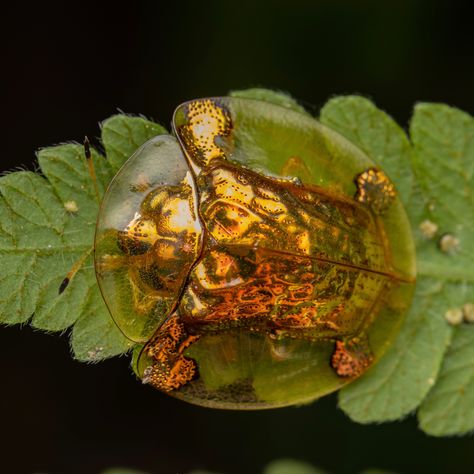 Imperial Tortoise Beetle, Golden Tortoise Beetle, Golden Beetle, Tortoise Beetle, Dung Beetle, Flea Beetles, Green Beetle, Beetle Art, Cool Insects