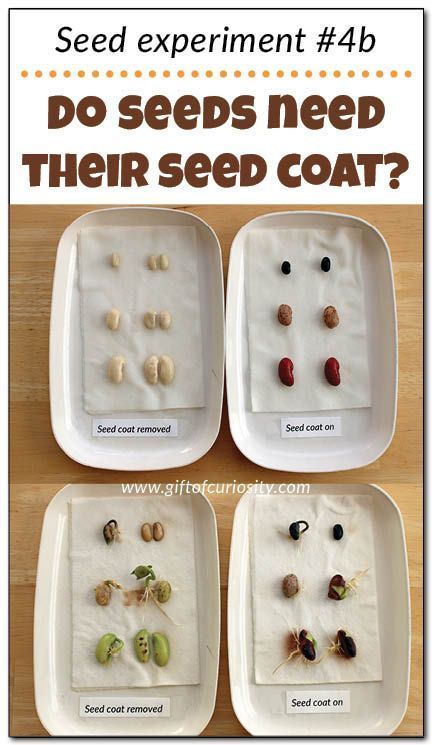 Teach kids about the needs of seeds with this seed experiment that answers the question: "Do seeds need their seed coat to grow?" Seed Experiment, Plants Life Cycle Activities, Life Cycle Activities, Plant Experiments, Horticulture Therapy, Kids Gardening, Life Cycles Activities, Kidney Bean, Ap Biology