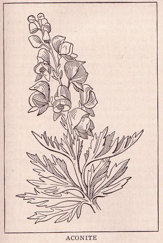 Aconite (buttercup family) ~ public domain illustration, 1917. Aconite Flower Tattoo, Aconite Tattoo, Aconite Flower Drawing, Wolfsbane Drawing, Wolfs Bane Flower Drawing, Wolfs Bane Flower Tattoo, Wolfsbane Tattoo, Wolfsbane Illustration, Wolfs Bane Tattoo