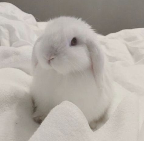 Holland Lop, Holland, White