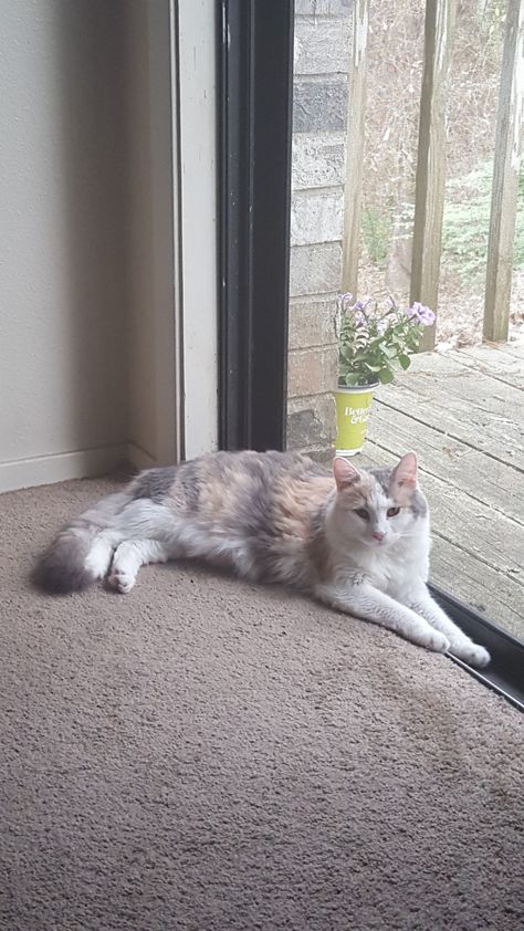 Lilac Calico Cat, Dilute Calico Kitten, Dilute Calico Cat Aesthetic, Diluted Calico Cat, Dilute Calico Cat, Dilute Tortie, Dilute Calico, Long Haired Cat, Tortie Cats