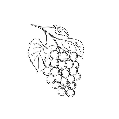 Muscadine Grapes, Grape Drawing, Drawing Black And White, Line Art Drawing, Drawing Black, Green Grapes, Moscato, Homemade Christmas Gifts, Calendar Design