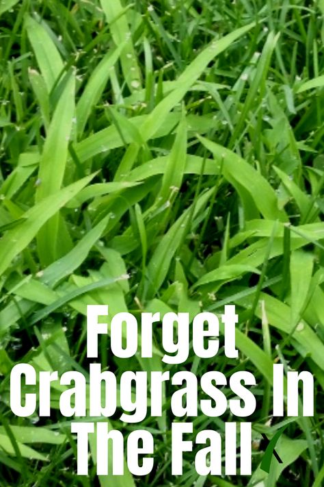 Let’s face it, crabgrass is one tough challenge! It arrives in Spring and stares at us all summer long. Making matters worse, in the early Fall, you may notice the blades turning an unsightly purple.  What to do? In the Fall, the simple answer is NOTHING! Fall Grass Maintenance, Green Lawn, Early Fall, Lawn And Garden, In The Fall, Lawn Care, Household Hacks, Crab, To Do List