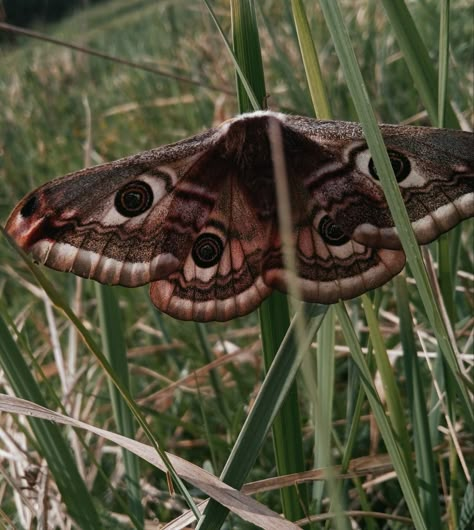 Brown Moth Aesthetic, Moth Widget, Moth Fursuit, Moth Photography, Moths Aesthetic, Moth Aesthetic, Moth Wallpaper, Brown Moth, Emperor Moth