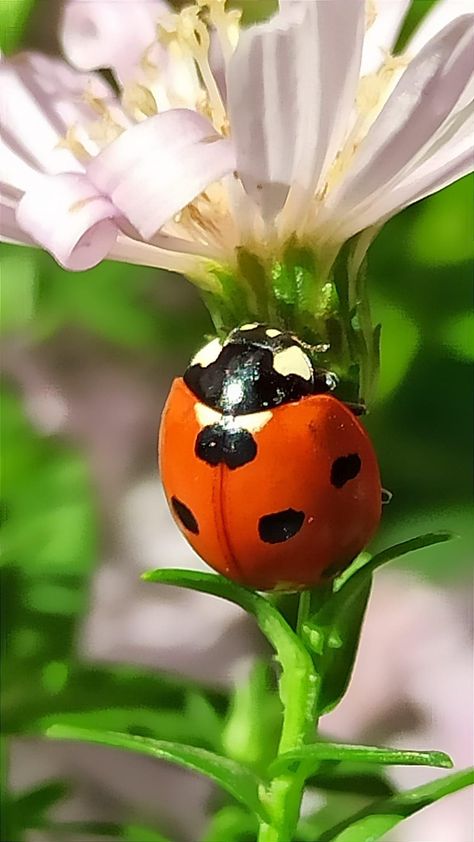 Close Up Shot Photography, Close Photography, Macro Photography Nature, Types Of Shots, Nature Macro, Extreme Close Up, Macro Shots, Close Up Photography, I Love Art