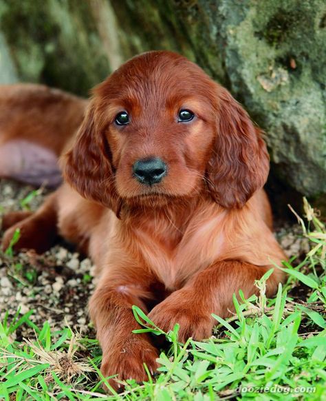 Whatever.com: Saint Patrick's Week: Mid-Week Mellow Irish Setter Puppy, Anti Depressants, Setter Dogs, Setter Puppies, Irish Red Setter, Friendly Dog Breeds, Red Setter, Family Friendly Dogs, Irish Setter Dogs