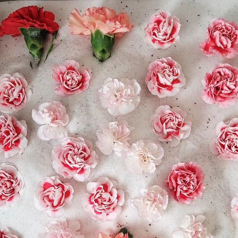 Drying carnations! Silica sand from Michael's has been my favorite way to dry flowers for shadow boxes. These are getting ready for Valentine’s Day projects. Dry Flowers, After Christmas, Be Ready, Shadow Boxes, The Store, Christmas And New Year, Getting Ready, Hydrangea, Dried Flowers