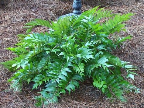 Japanese Garden Plants Names | Photo of Cyrtomium falcatum (Holly Fern, Japanese Holly Fern) Japanese Holly, Evergreen Nursery, Plants Names, Holly Fern, Japanese Garden Plants, Fern Garden, Ferns Garden, Buy Plants Online, Garden Solutions