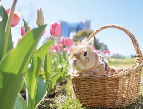 Easter Widgets, Bunny In Basket, Easter Aesthetic, Bunny Ideas, Cutee Animals, Pig Art, Animal Doodles, Pet Bunny, Bunny Rabbits