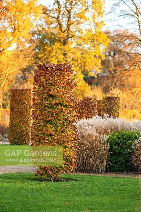 Columns of Fagus sylvatica - Beech at RHS Garden Wisley Fagus Sylvatica, Garden Hedges, Plant Photography, Hedges, Garden Plants, Garden Design, Gap, Stock Photos, Plants