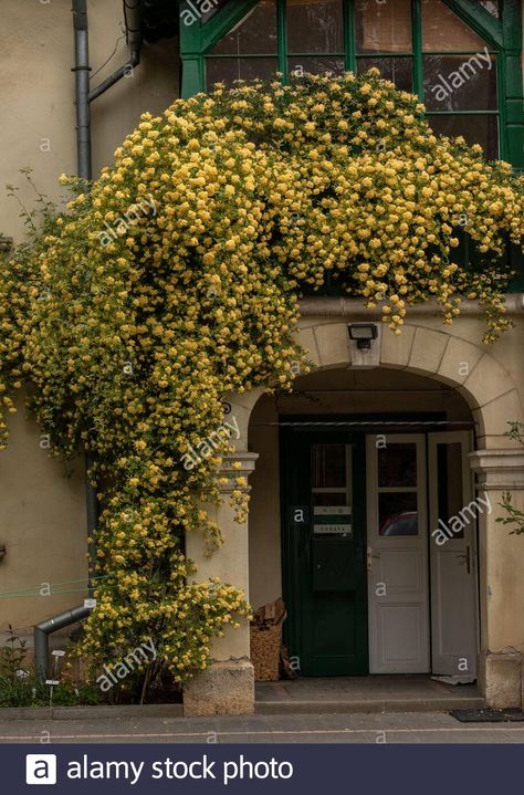 Yellow Climbing Rose, Lady Banks Rose, Southern Garden, Climbing Rose, Red Dirt, Rose Pictures, Fresh Image, Climbing Roses, Zagreb