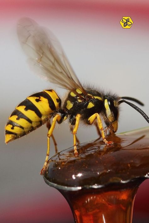 Trust our specialists to eliminate yellow jacket infestation on your property safely. Call us today, and get rid of yellow jackets and related problems! #TheBeeMan #beemanbuzz #beeremoval #beeremovalandrelocation #beeremovalOrangeCounty #yellowjacketremoval #waspremovalOrangeCounty #yellowjacketremovalOrangeCounty #bees #wasps #yellowjackets Wasp Aesthetic, Yellow Jacket Bee, Yellow Jacket Wasp, Wasp Removal, Hornets Logo, Punisher Artwork, Oc Things, Bee Removal, Bee Stuff