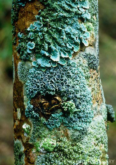 Lichen on a tree. Parmelia sulcata (upper frame, blueish-green) Rinodina roboris (centre, blue) ~ By Vaughan Fleming Lichen Moss, Growth And Decay, Texture Inspiration, Natural Forms, Patterns In Nature, Color Textures, Science And Nature, Natural Texture, Nature Beauty