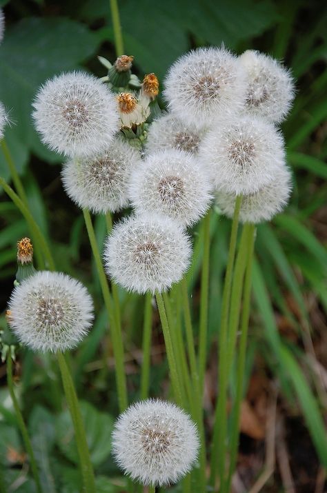 Dandelion, Blossom, Bloom, Pointed Flower Dandelion Wallpaper, Dandelion Art, Dandelion Clock, Dandelion Seed, Dandelion Flower, Airbrush Art, Flower Wallpaper, Pretty Flowers, Beautiful World